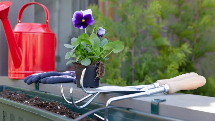 Comment avoir une belle haie de cèdres en santé à lannée Du jardin