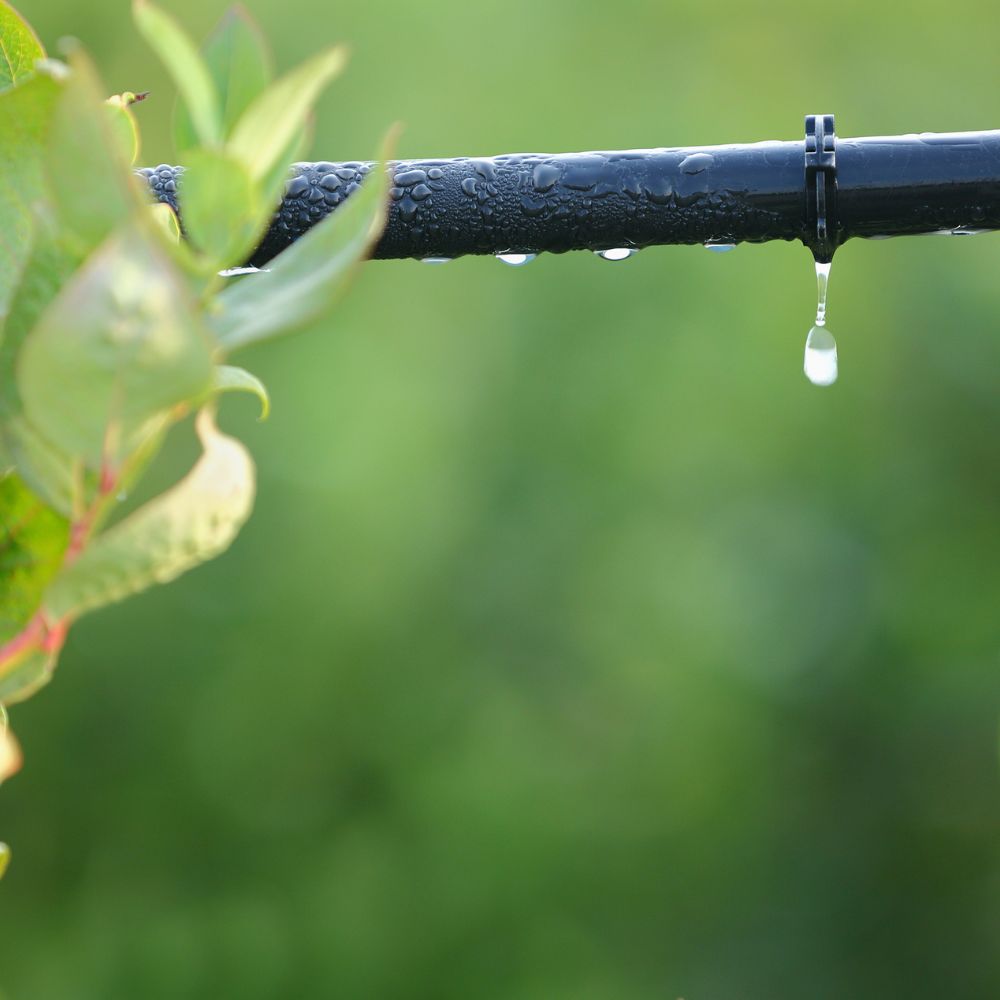 Arrosage Cologique Du Jardin Astuces Pour Arroser Sans Gaspiller