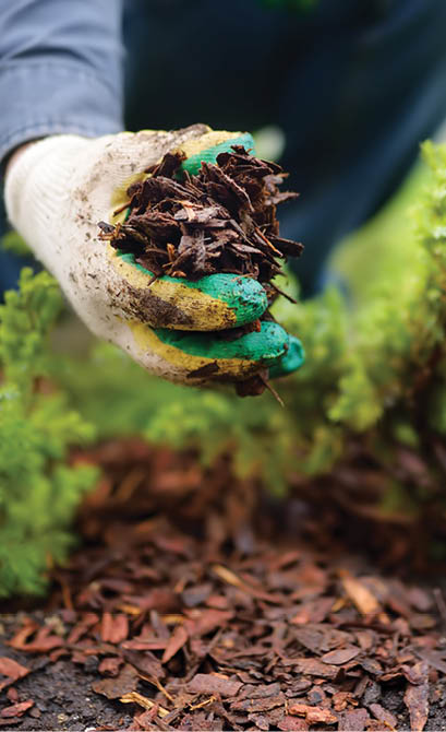 Gardener mulching with pine bark juniper plants in the yard. Seasonal works in the garden. Landscape design. Ornamental shrub juniper.