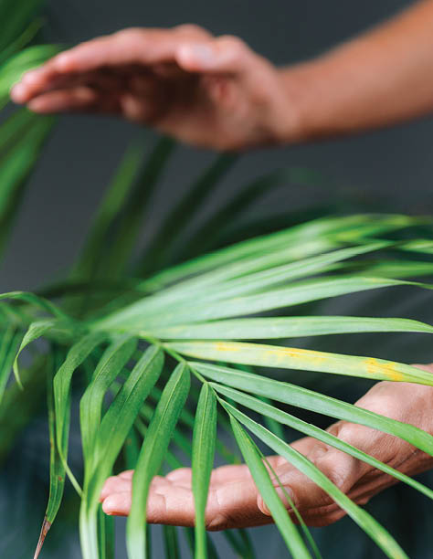 Close up image of Reiki treatment for plants Alternative therapy concept