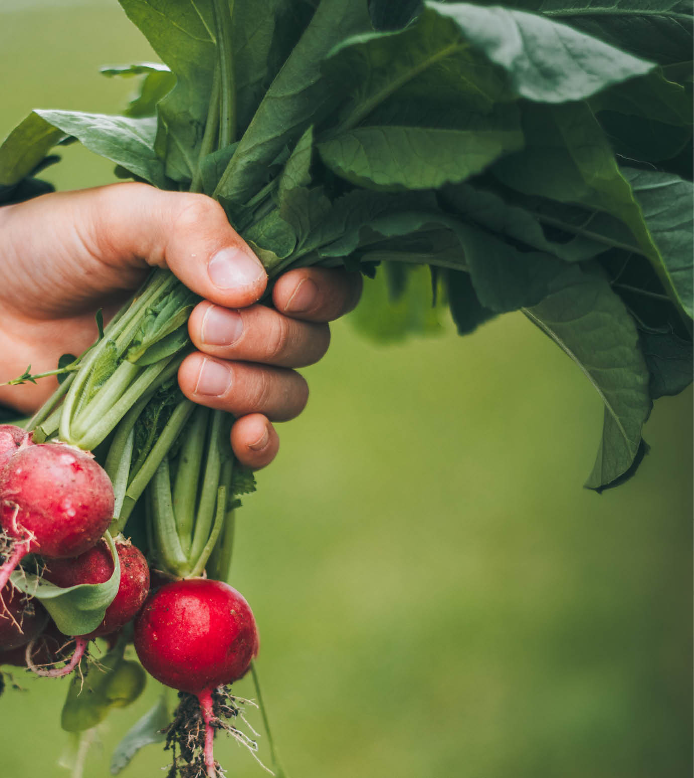 Boy harvests radishes from the greenhouse