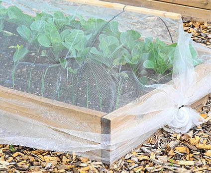 cultivating box covered in cabbage net in garden Kumla Sweden may 28 2022
