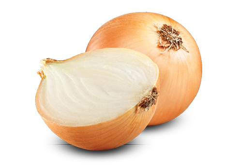 Fresh onion bulbs isolated on white background