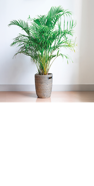 Areca Palm, Chrysalidocarpus lutescens, in a wicker basket, isolated in front of a white wall on a wooden floor