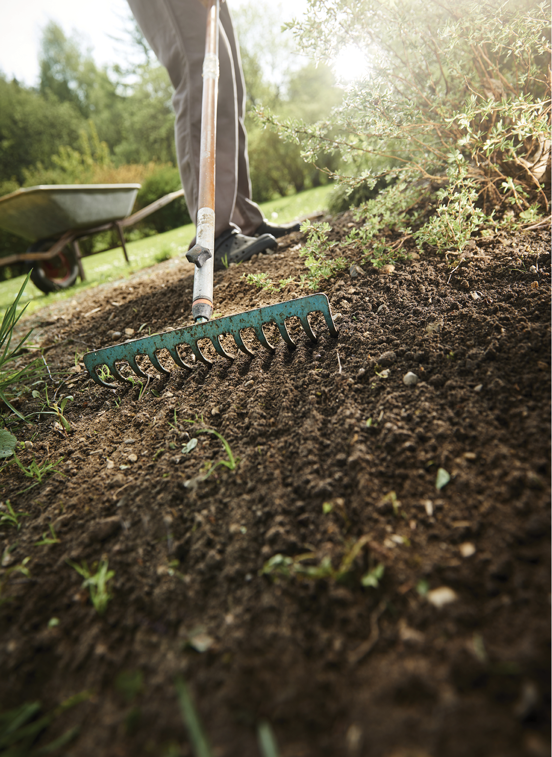 working in the garden with wheel barrow and a green rake