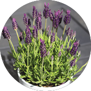flowerpot with violet lavender on wood floors