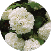 Hydrangea arborescens