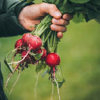 Boy harvests radishes from the greenhouse