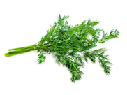 bunch fresh, green dill on a white background.