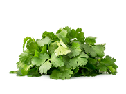 Pile of fresh cilantro leaves close up on a white background. Isolated