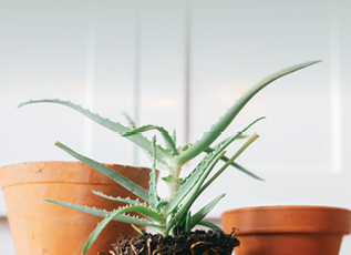 aloe vera with roots in ground repot to bigger clay pot indoors. care of plants. planting succulent on wooden background. gardening concept. repotting plant