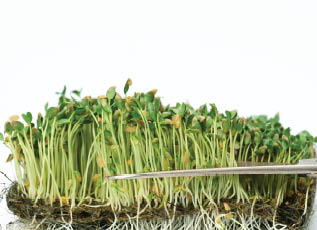 green flax sprouts on a white background, useful microgreen on a white background, close up