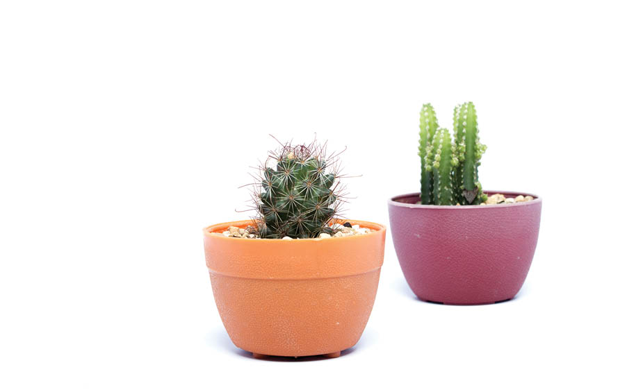 Cactus On White Background