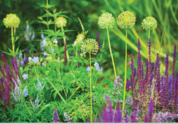 Purple sage and yellow allium flowers on green grass blurred background closeup, blooming violet salvia and decorative dandelions field, summer sunny meadow landscape, beautiful spring heather blossom