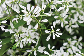 Closeup of tiny flowers on spurge mounds.