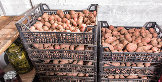 Fresh potatoes, carrots and canned vegetables in the cellar