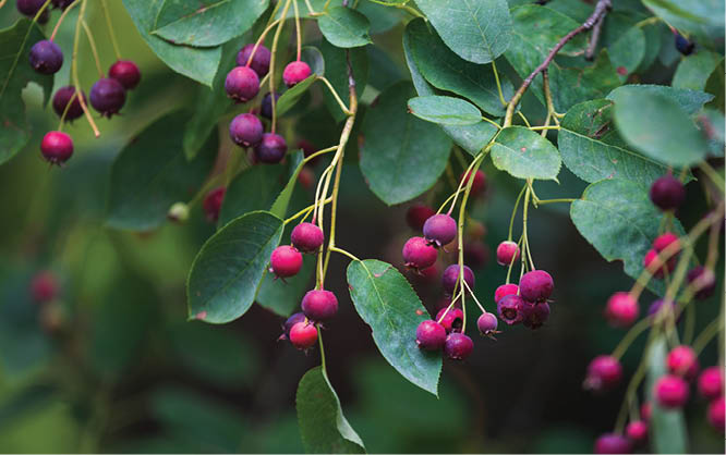 Amelanchier canadensis