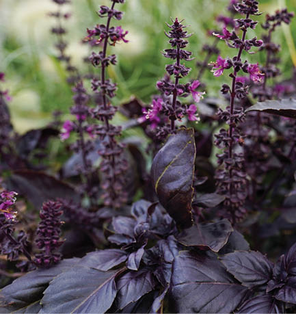 Fresh basil in the park, natural background