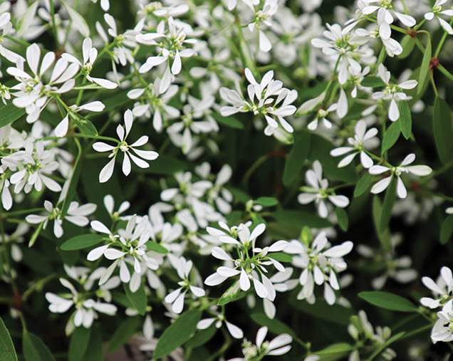 Closeup of tiny flowers on spurge mounds.
