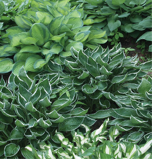 Several varieties of hosta together for a background.