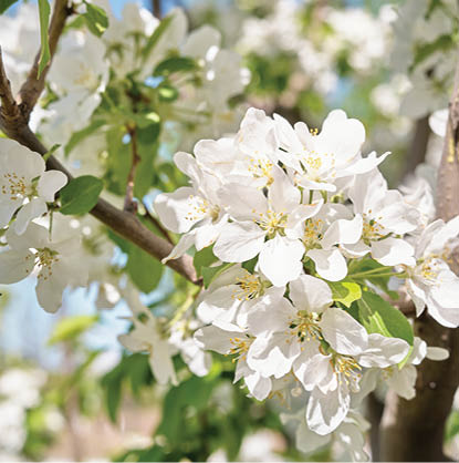 The blooming pear