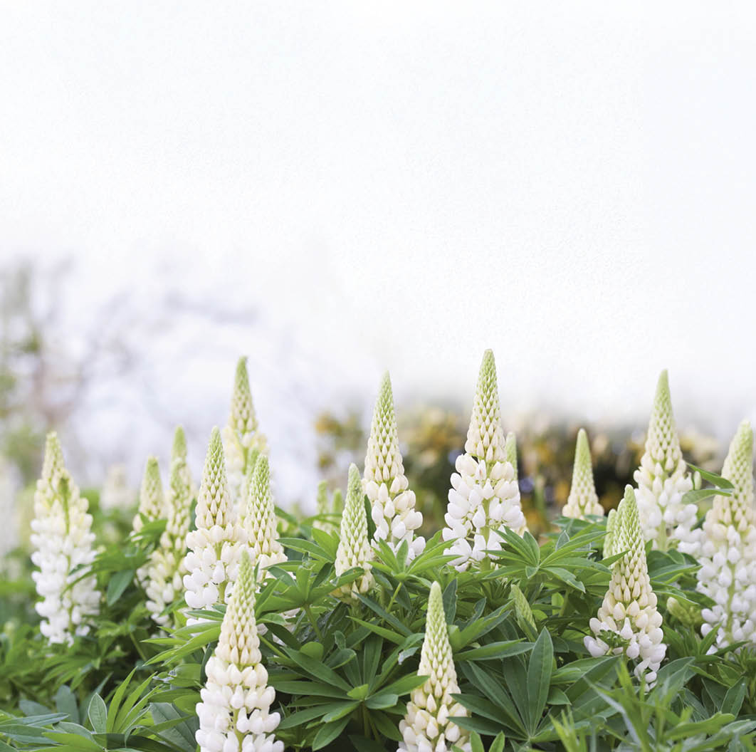 “A majestic Lupin, with creamy white spires produced throughout the summer, called Noble Maiden. Lupins, however beautiful, are toxic if eaten."