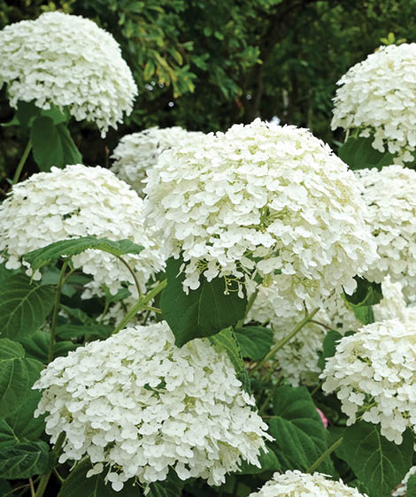 Hydrangea arborescens 'Strong Annabelle' White