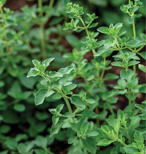 Sweet marjoram leaves - Latin name - Origanum majorana growing in garden. Aromatic seasoning cooking ingredient. Marjoram herb growing in garden. Organic herbs green marjoram plant