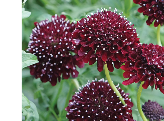 Red wine Scabiosa atropurpurea, sweet scabious, 'Black Knight' in flower.