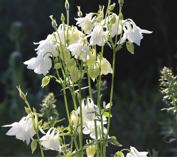 Close up of white aquilegia or columbine flowers