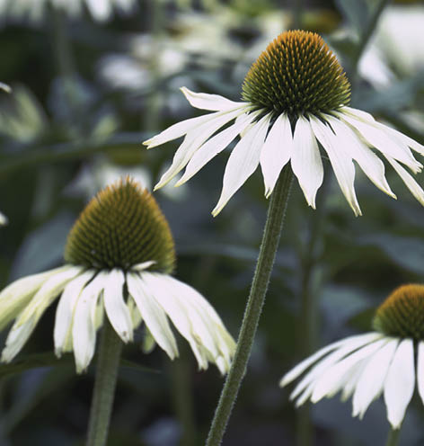 Flowerbed with white rudbeckia flowers blooming in summertime.