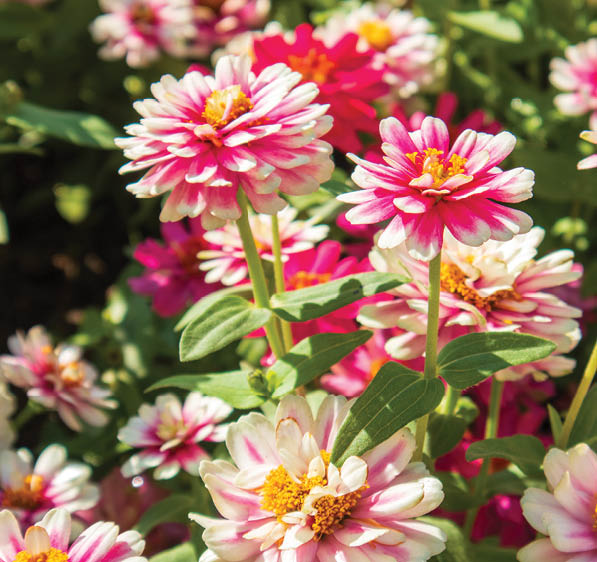 Beautiful colorful Zinnia violacea Cav flowers in the garden.