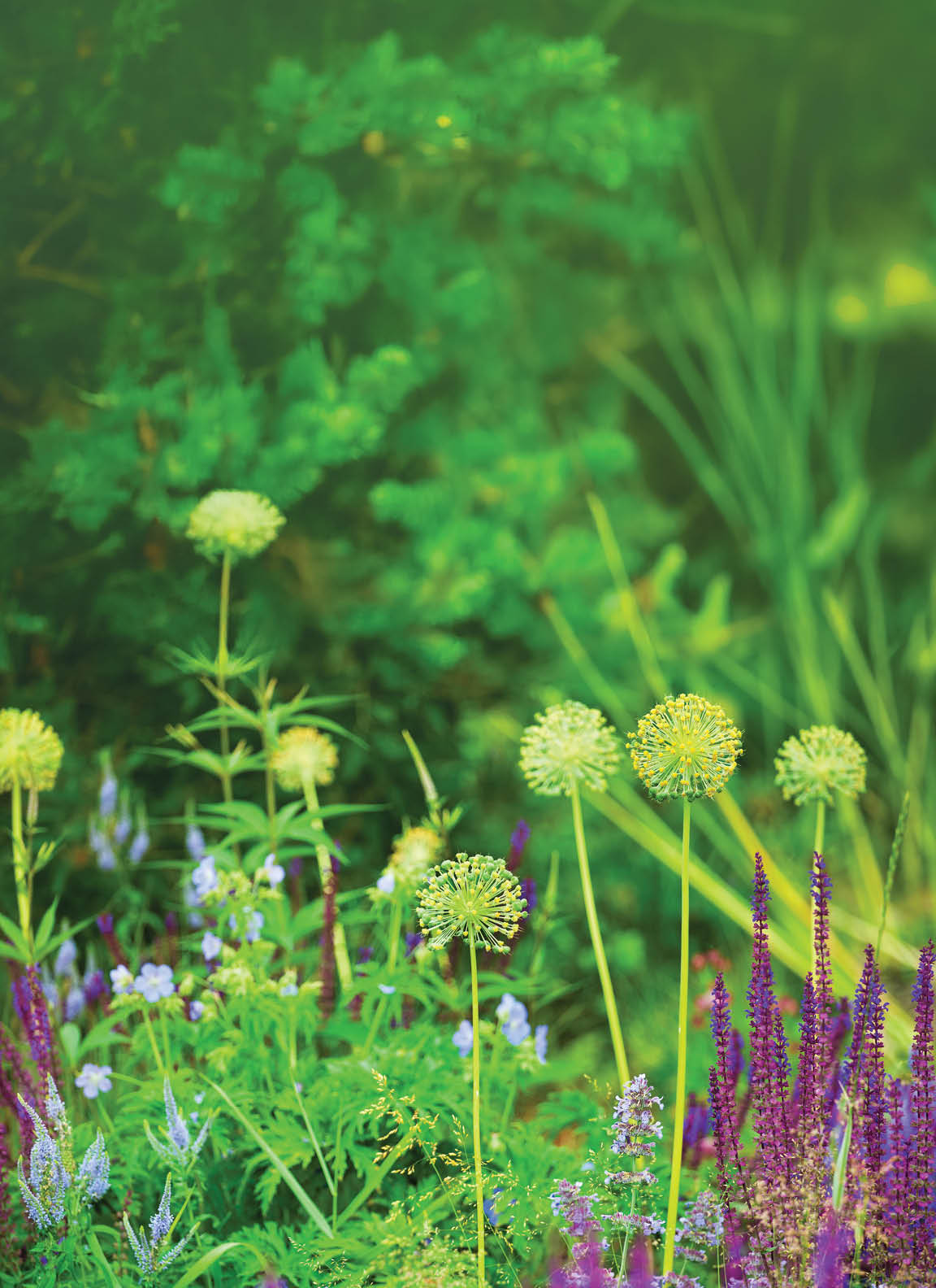 Purple sage and yellow allium flowers on green grass blurred background closeup, blooming violet salvia and decorative dandelions field, summer sunny meadow landscape, beautiful spring heather blossom