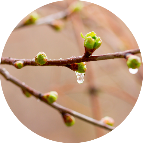 drops of spring rain on the opening buds. selective focus, shallow depth of field