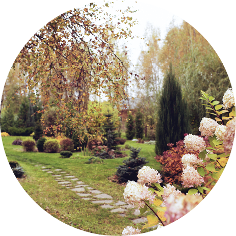 hydrangeas blooming in autumn natural private country garden. October view