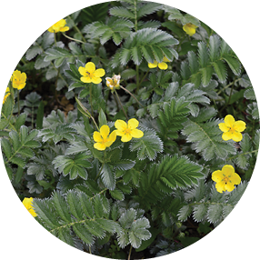 Closeup Potentilla anserina known as Argentina anserina with blurred background on meadow