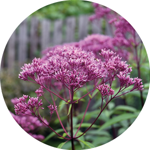 Purple flowers of Eupatorium in the autumn garden