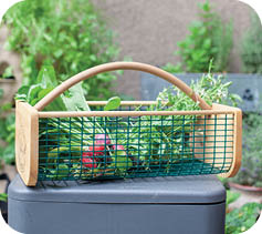 A large garden hod (basket) sits with freshly picked beets and lettuce greens (arugula) from a patio garden. Easy vegetables to grow for beginner gardeners.