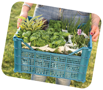 Farmer holding box with fresh herbs and vegetables