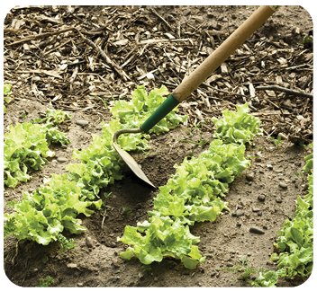 weeding a lettuce row with a hoe