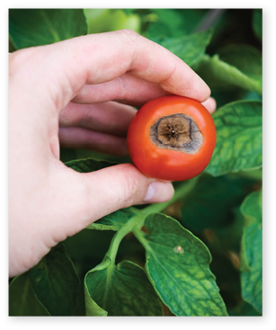 tomato disease, gardening problems, red ripe rotten tomatoes in hands, vegetables with phytophthora