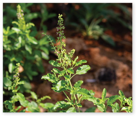 Tulsi or Holy basil tree in garden outdoor on sunny day black background. Tulsi is used in ayurvedic medicine.