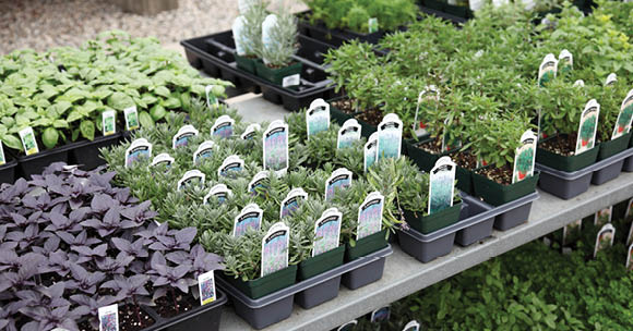 Fresh herbs for sale