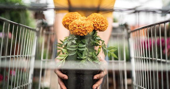 Woman putting a flower in the shopping cart at a garden center