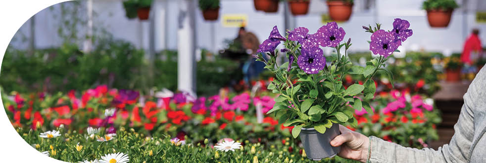 Purple Calibrachoa flower. Woman shopping Petunia flowers in garden center