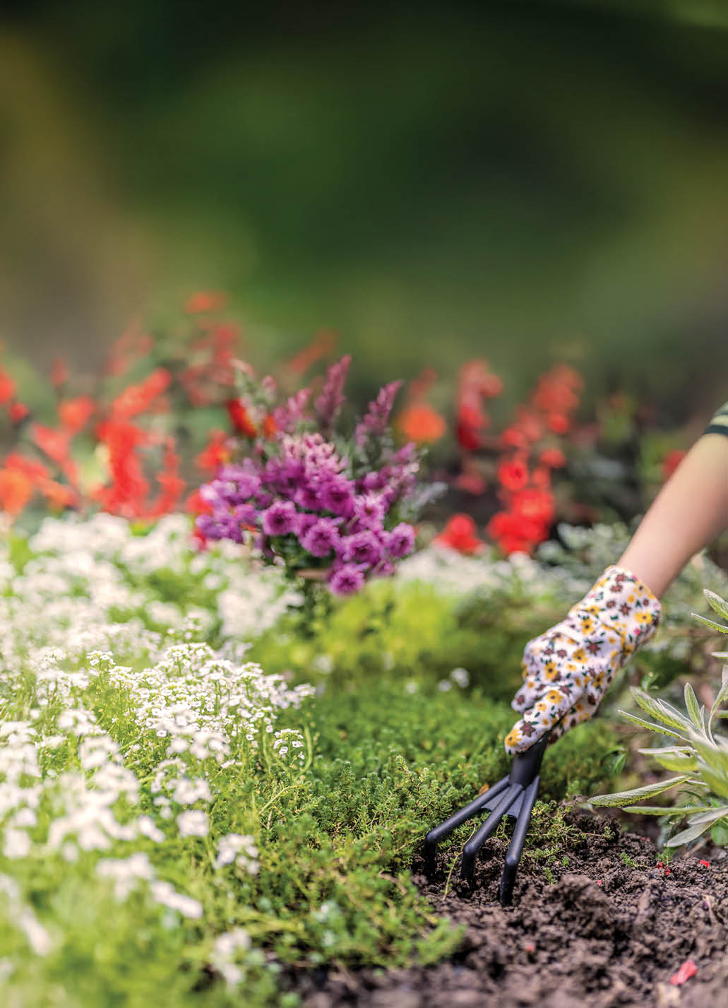 Woman hand planting a beautiful, green leaved plant on a natural, soil background, low angle view. Natural background for advertisements. Photo of Gardeners hands planting flowers with small rake in a garden during bright summer day.