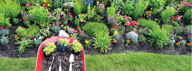High angle view of a wheelbarrow filled with rich potting soil or manure and seedlings for planting yellow celosia in an ornamental flowerbed in a newly landscaped garden