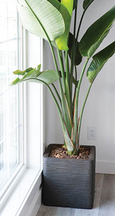 Lush big bird of paradise in square pot container in living room .