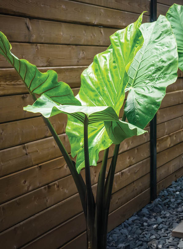 alocasia macrorrhiza black stem elephant ear ornamental plant big leaves potted plant