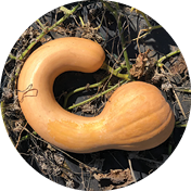 Oval